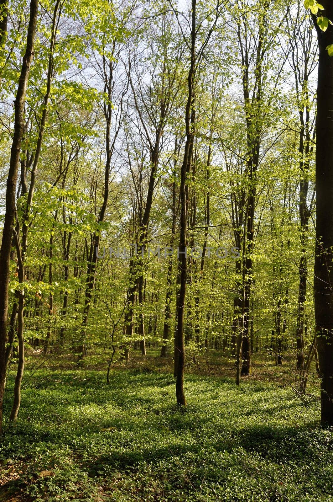Communal forest of Saint-Pierre-Lès-Elbeuf
