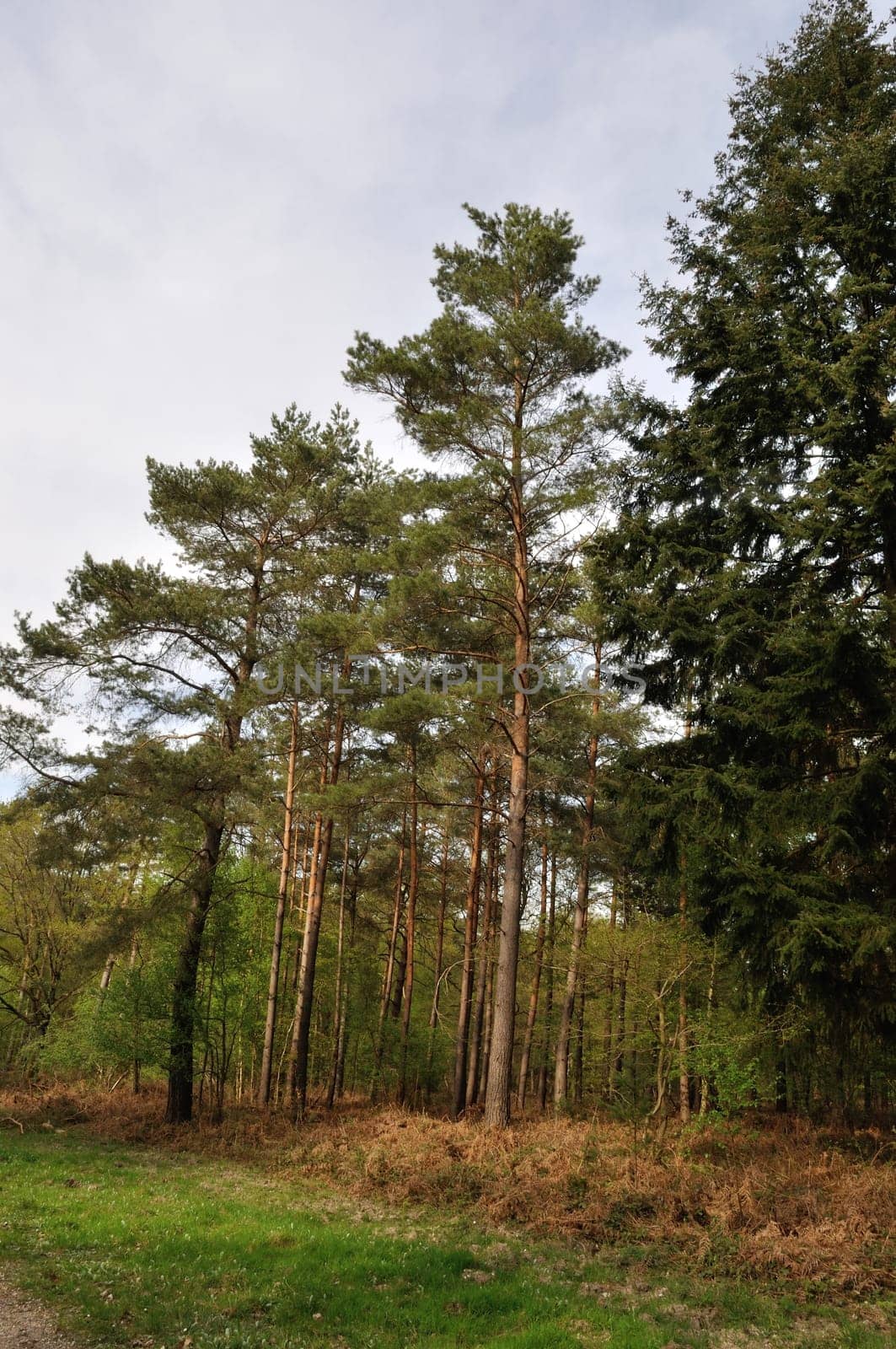 Communal forest of Saint-Pierre-Lès-Elbeuf