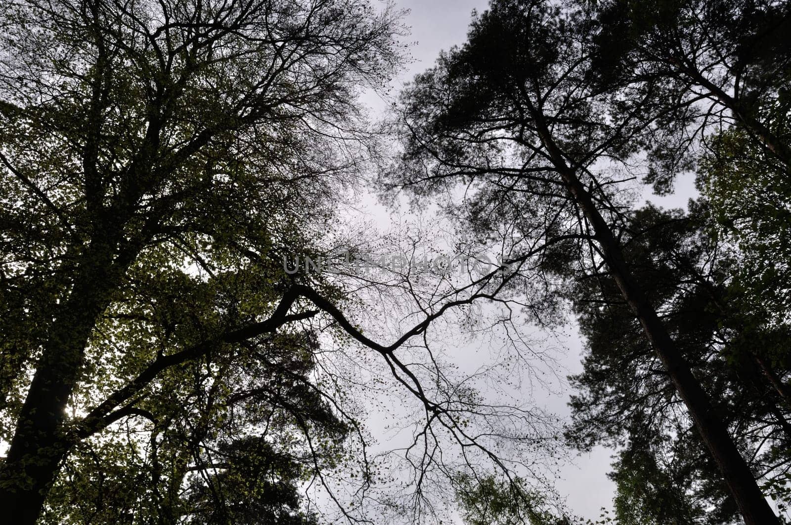 Communal forest of Saint-Pierre-Lès-Elbeuf
