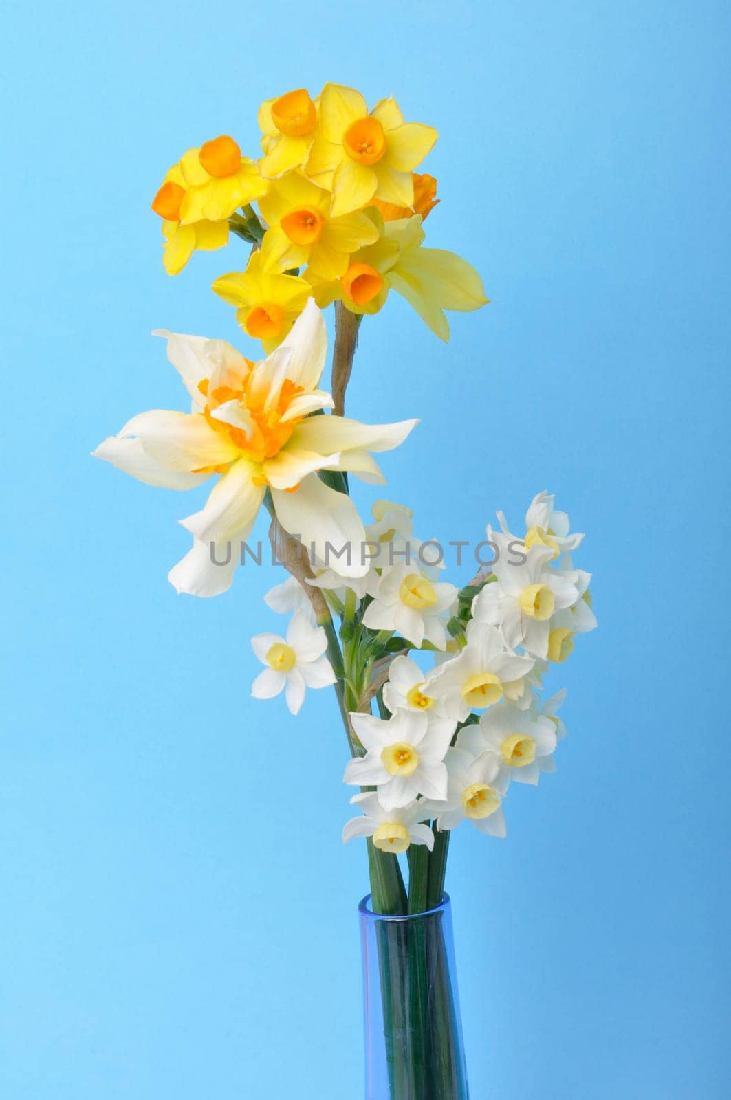 Bouquet of daffodils in a vase