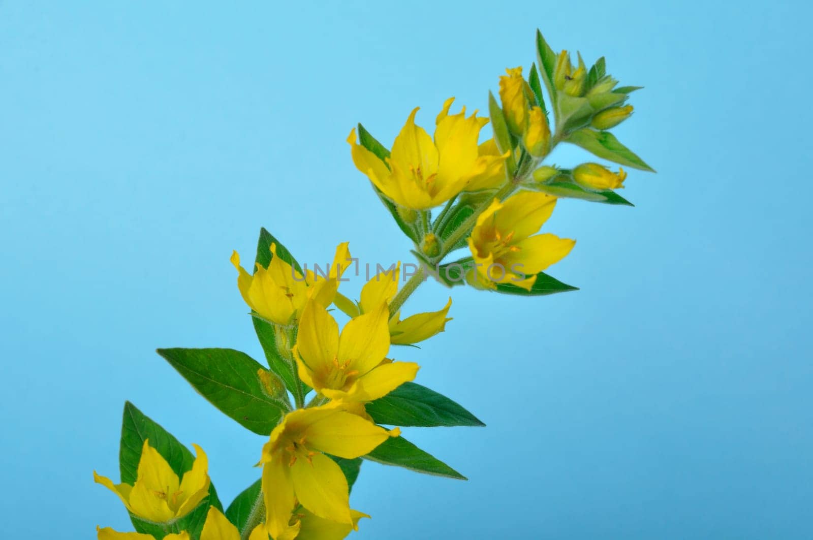 Lysimachus on a blue background