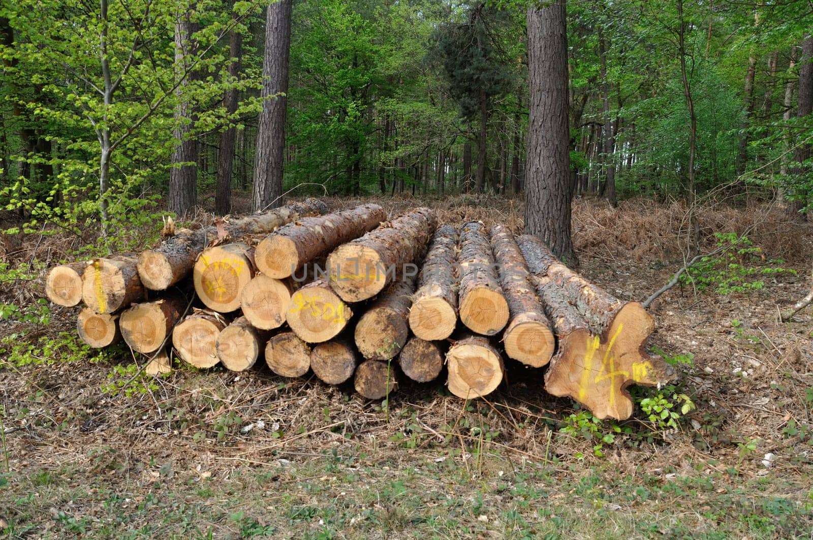 Cut tree trunks in the Saint-Pierre-Lès-Elbeuf communal forest