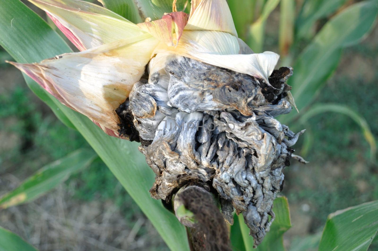 Corn smut on a plant in a field in Brittany