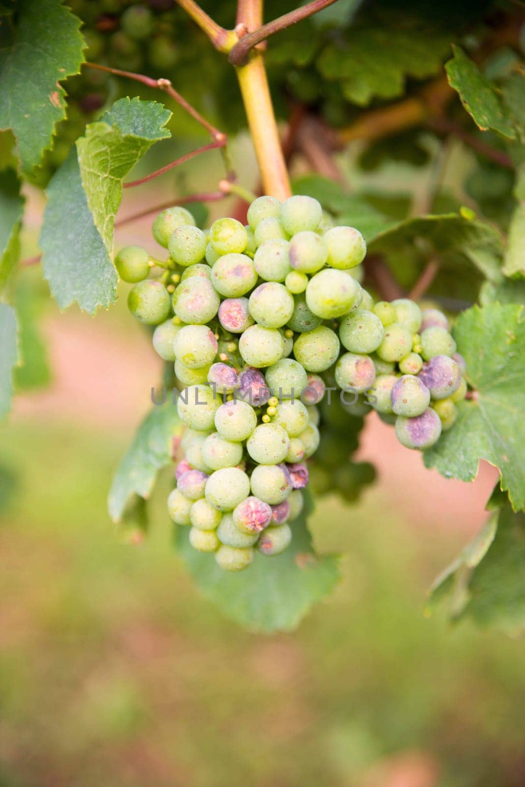 Vineyard with fresh grapes in Trier, Moselle Valley in Rhineland Palatiane in Germany