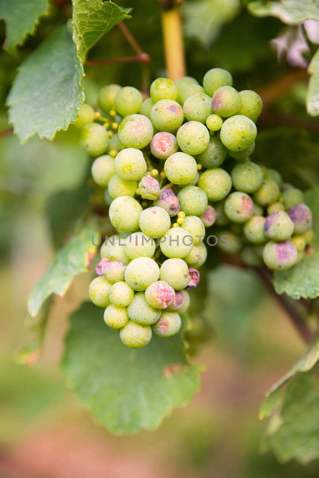 Vineyard with fresh grapes in Trier, Moselle Valley in Rhineland Palatiane in Germany