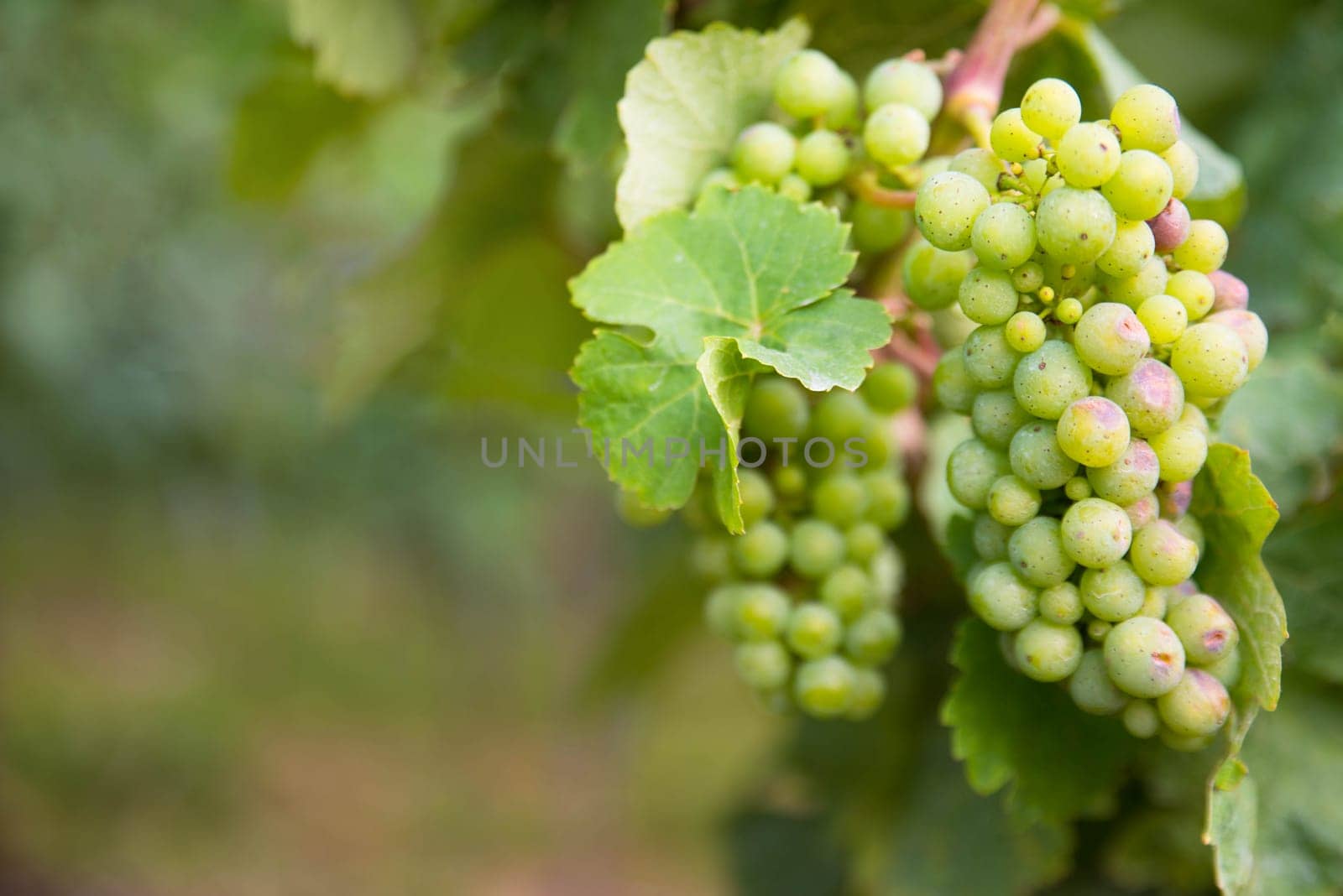 Vineyard with fresh grapes in Trier, Moselle Valley in Rhineland Palatiane in Germany