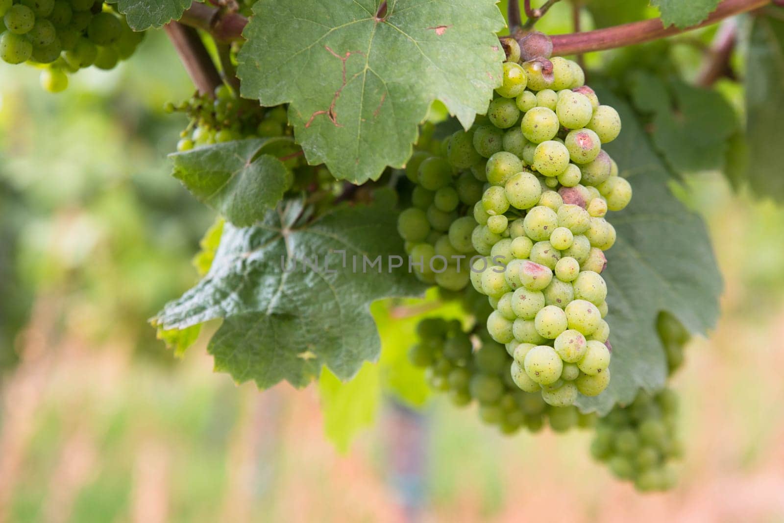 Vineyard with fresh grapes in Trier, Moselle Valley in Rhineland Palatiane in Germany