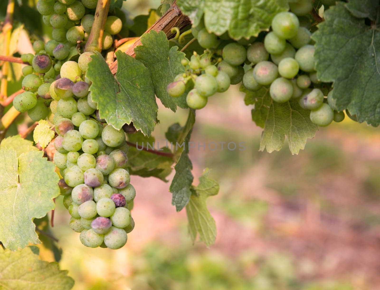 Vineyard with fresh grapes in Trier, Moselle Valley in Rhineland Palatiane in Germany