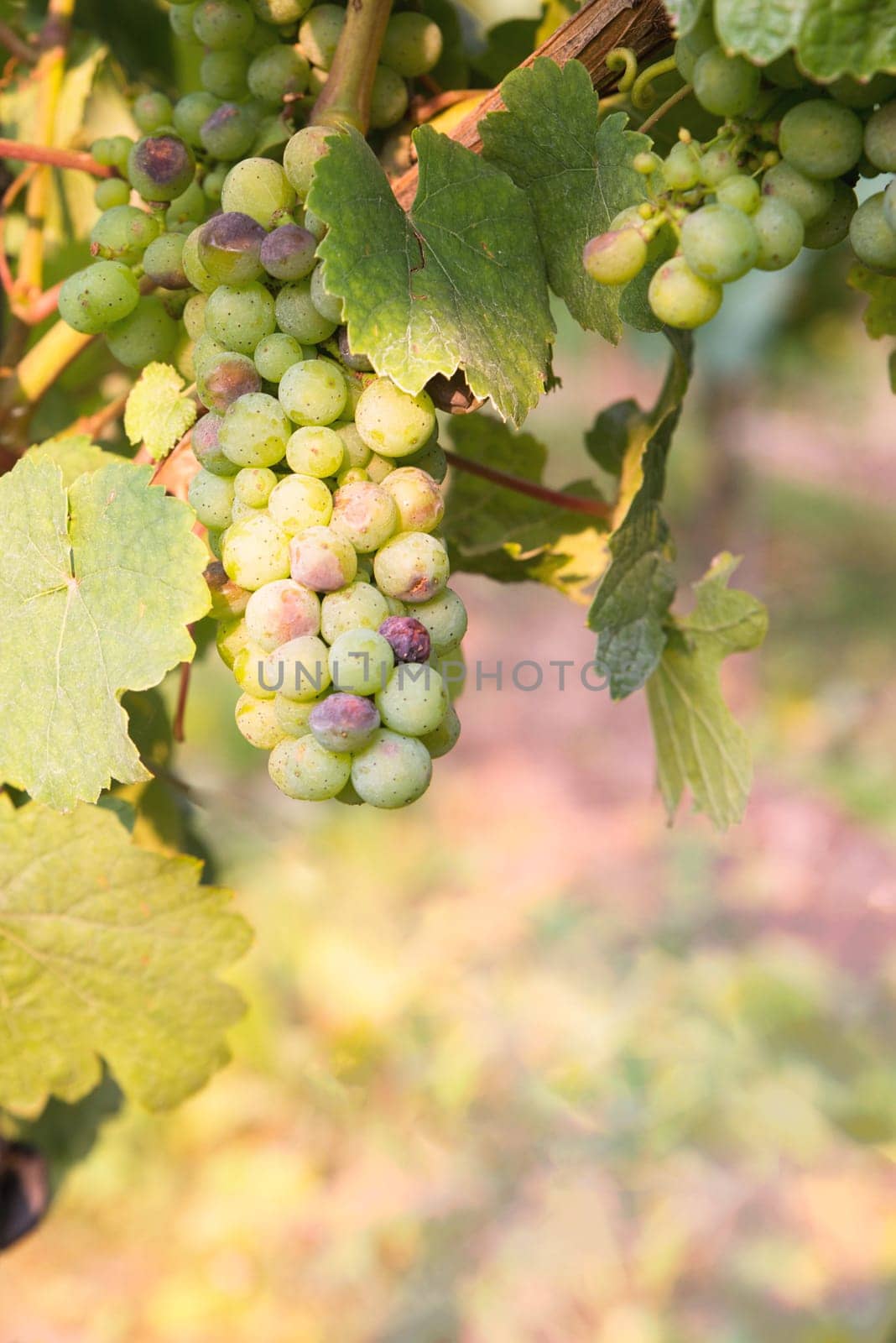 Vineyard with fresh grapes in Trier, Moselle Valley in Rhineland Palatiane in Germany
