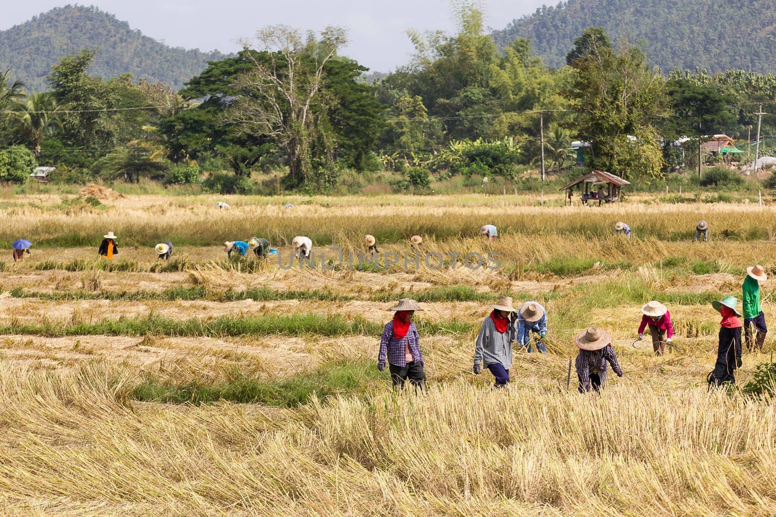 THAILAND- NOVEMBER 17:Farmers are harvesting rice, During harvest time on NOVEMBER 17, 2012 in Phra Nakhon Sri Ayutthaya, Thailand.