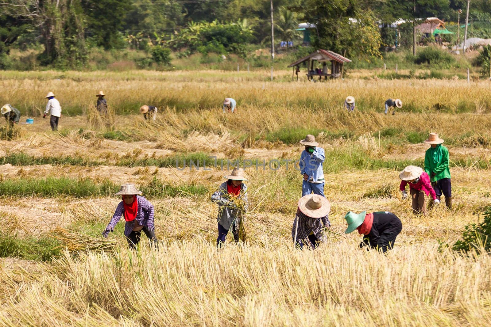 THAILAND- NOVEMBER 17:Farmers are harvesting rice, During harvest time on NOVEMBER 17, 2012 in Phra Nakhon Sri Ayutthaya, Thailand.