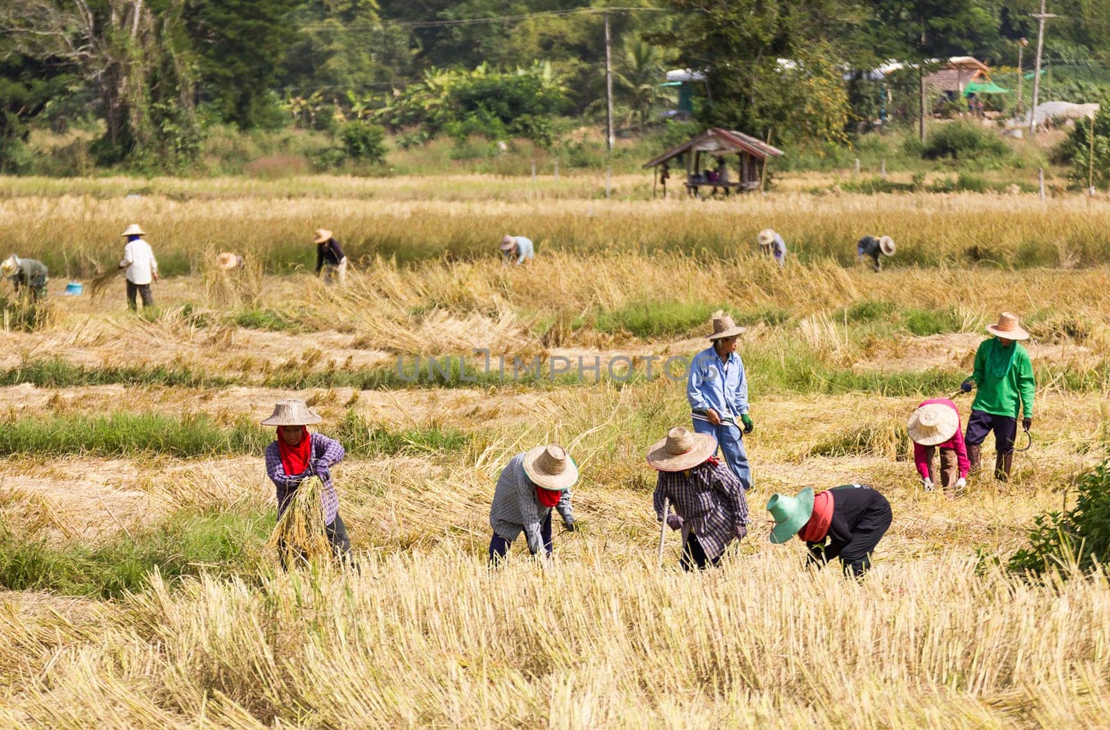 THAILAND- NOVEMBER 17:Farmers are harvesting rice, During harvest time on NOVEMBER 17, 2012 in Phra Nakhon Sri Ayutthaya, Thailand.