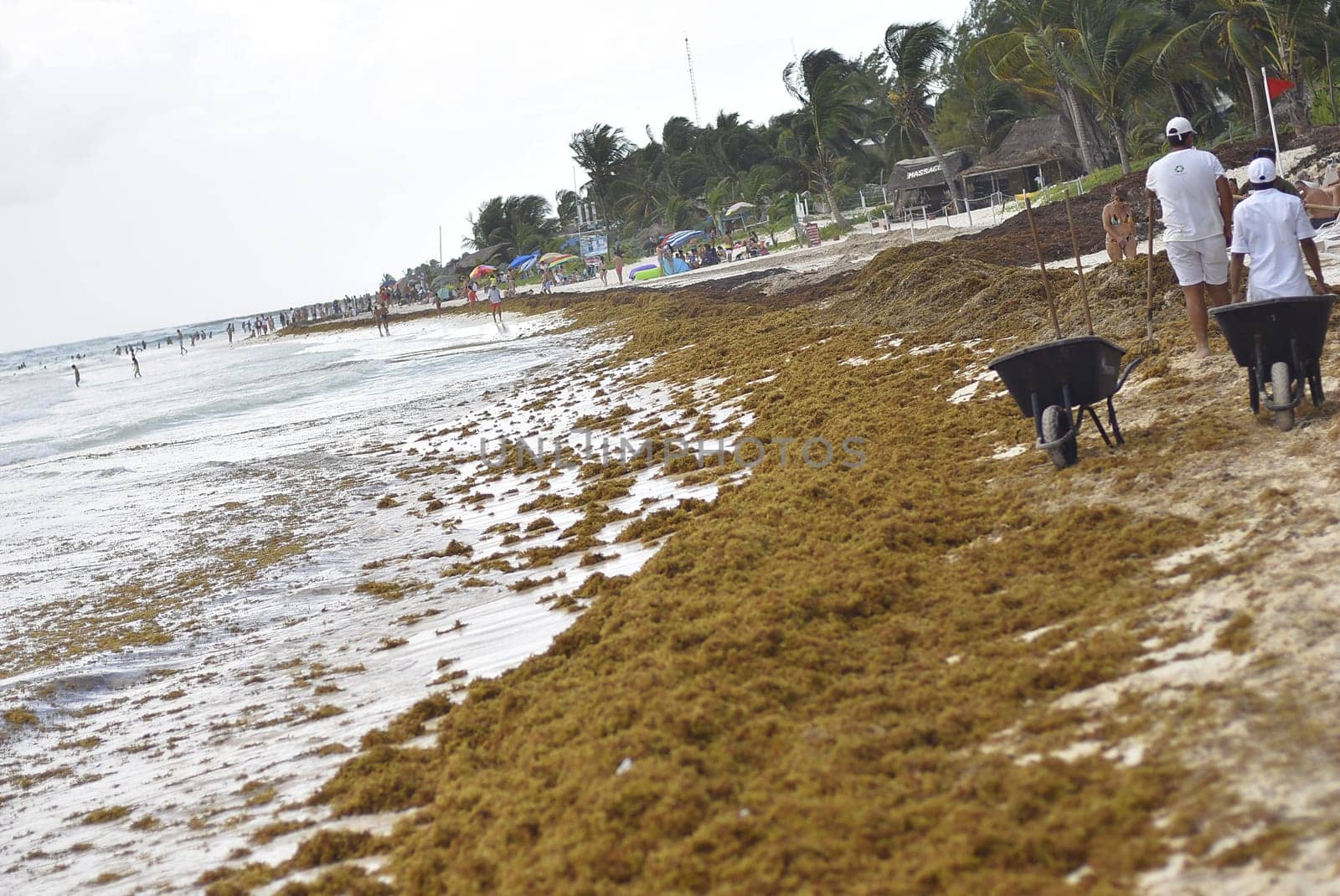 Sargazo on Mexican beach during vacation in Quintana Roo, Mexico