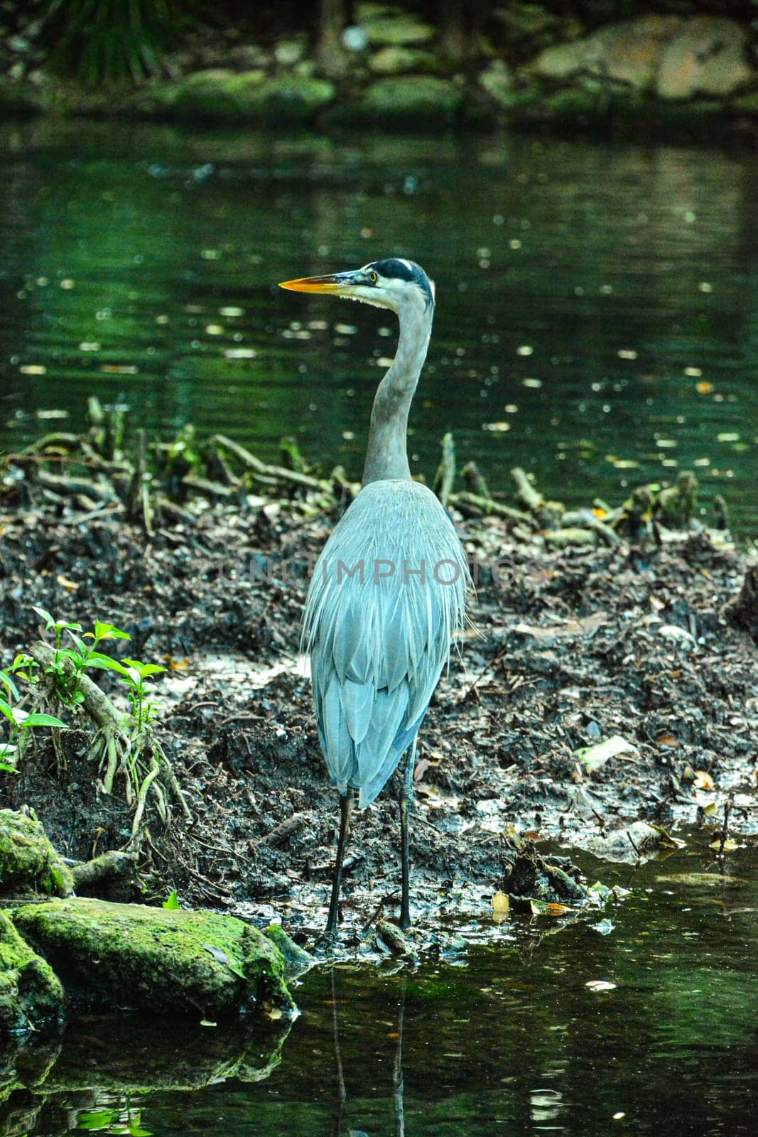 Gray heron in mexico in wildlife nature