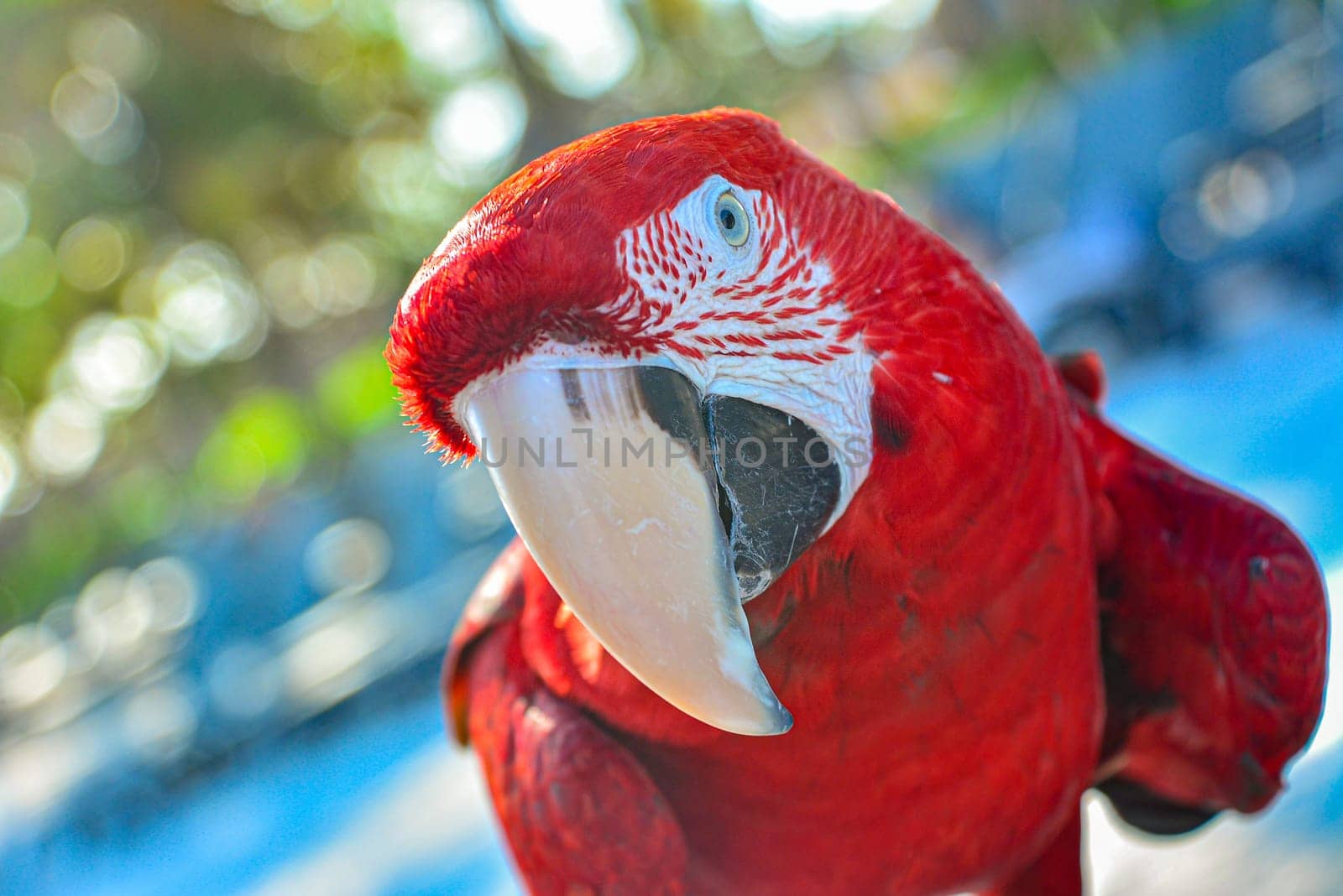 Red parrot guacamaya close up, selective focus image