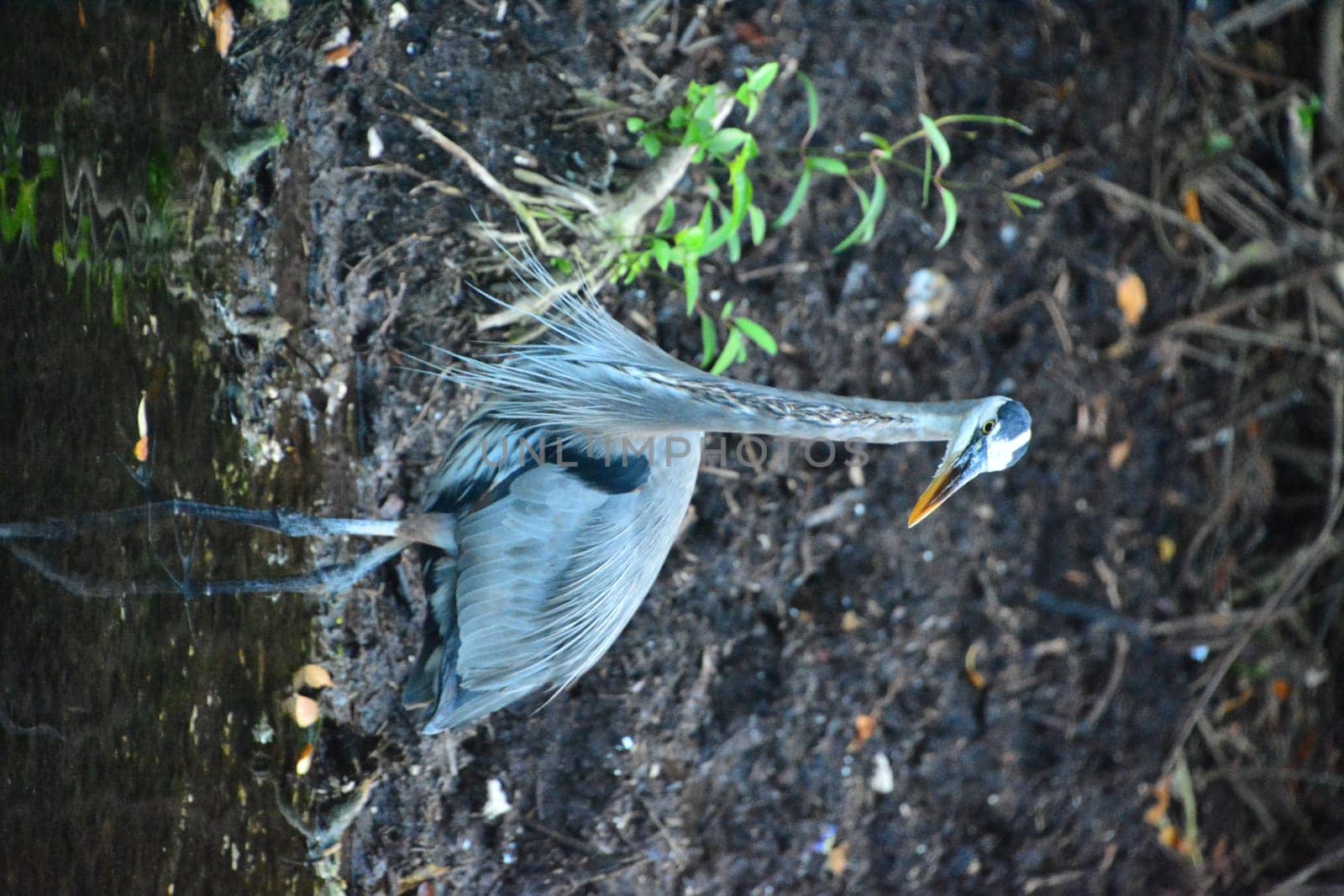 Gray heron in mexico in wildlife nature