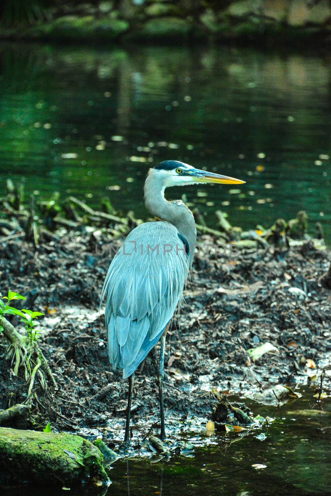 Gray heron in mexico in wildlife nature