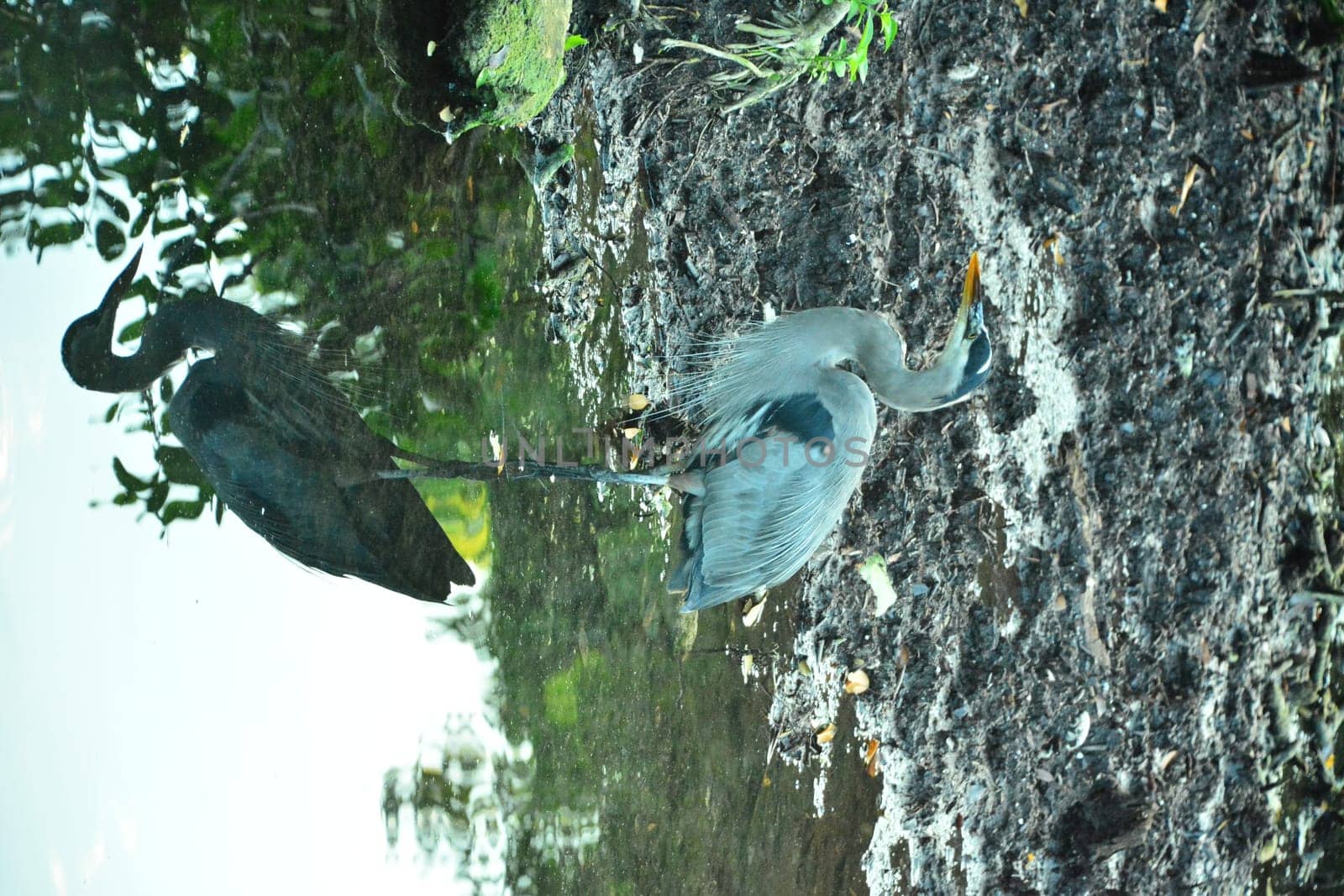 Gray heron in mexico in wildlife nature