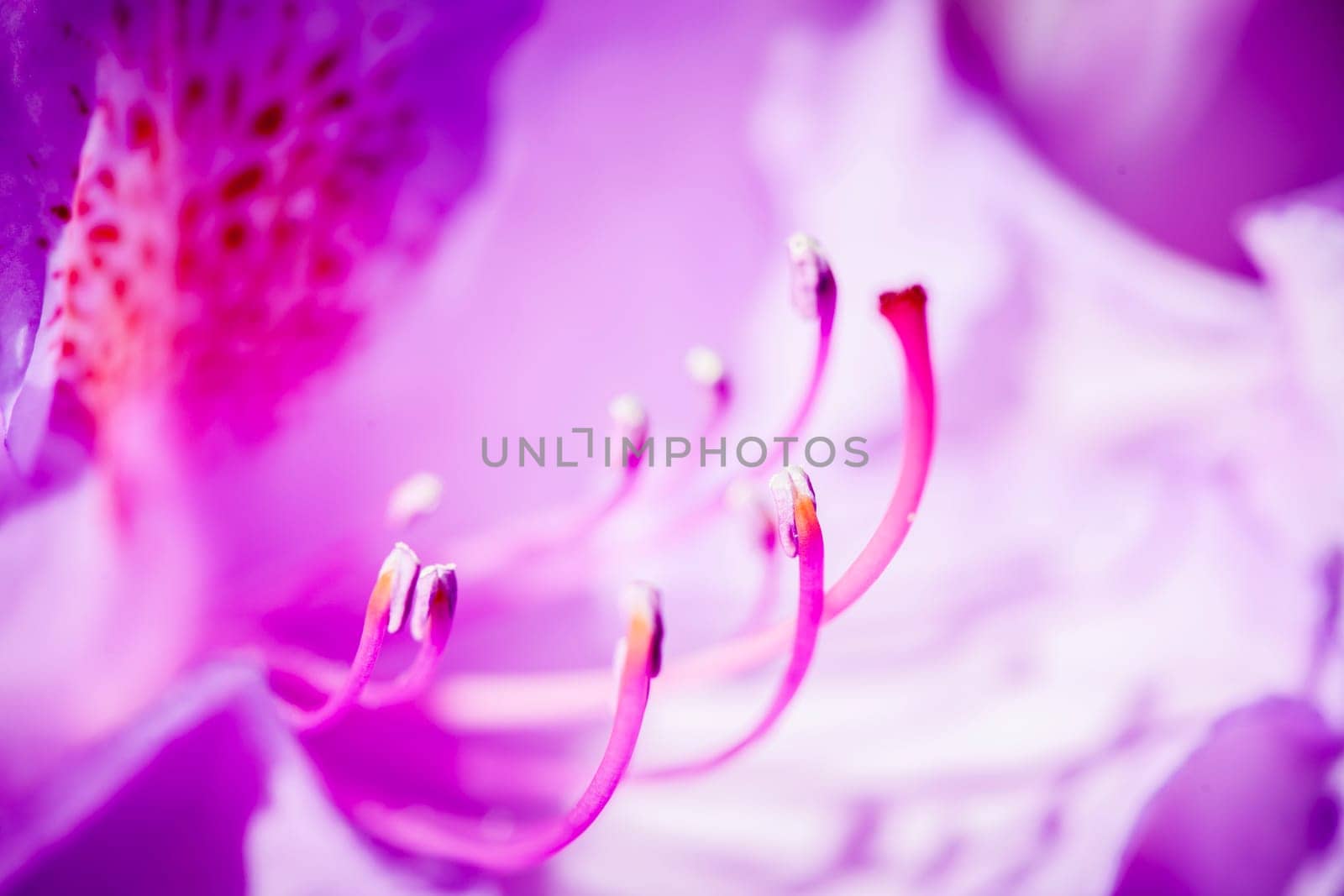 Macro shot of a pink rhododendron flower with easily recognizable stamens in front of blurred petals.