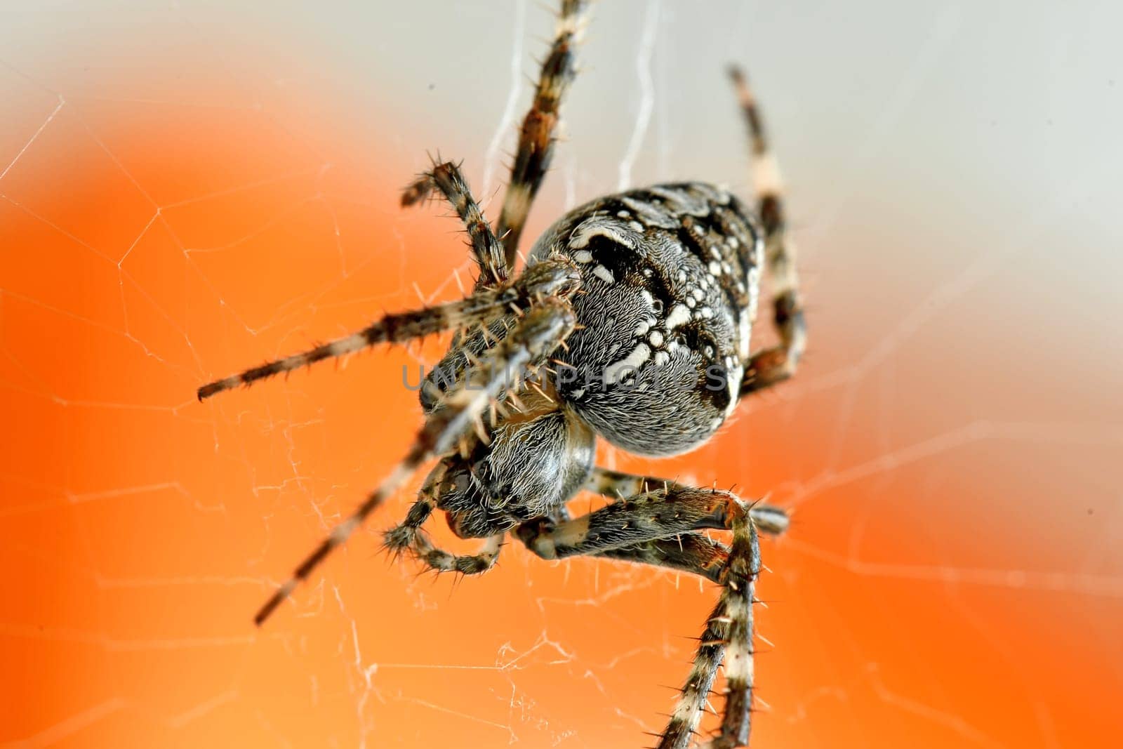 a garden spider in its web in a macro