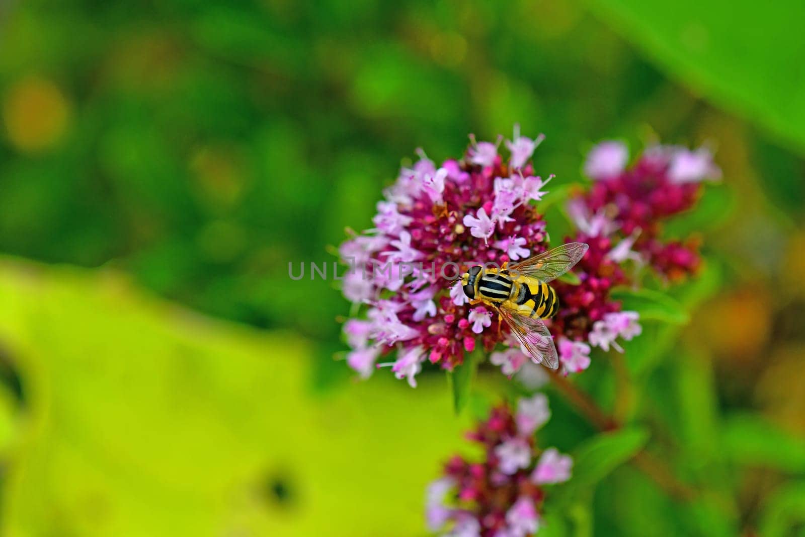 Palearctic hoverfly on a thyme flower