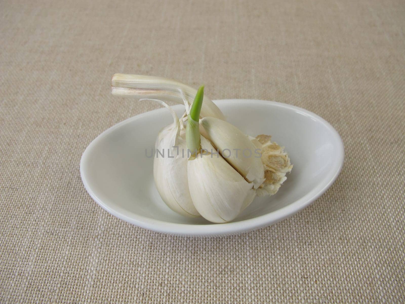 Sprouting garlic with green shoot and seedling