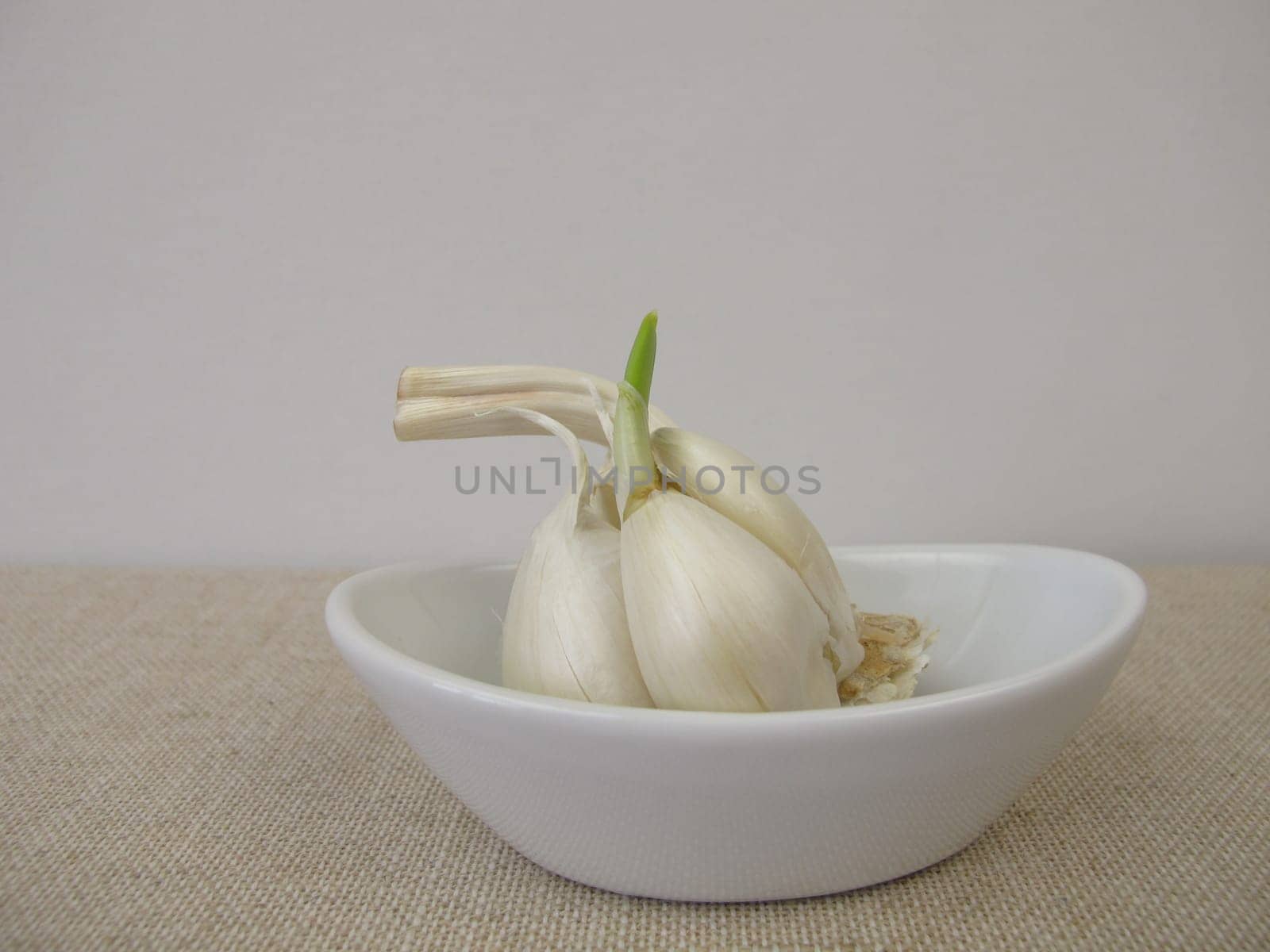 Sprouting garlic with green shoot and seedling