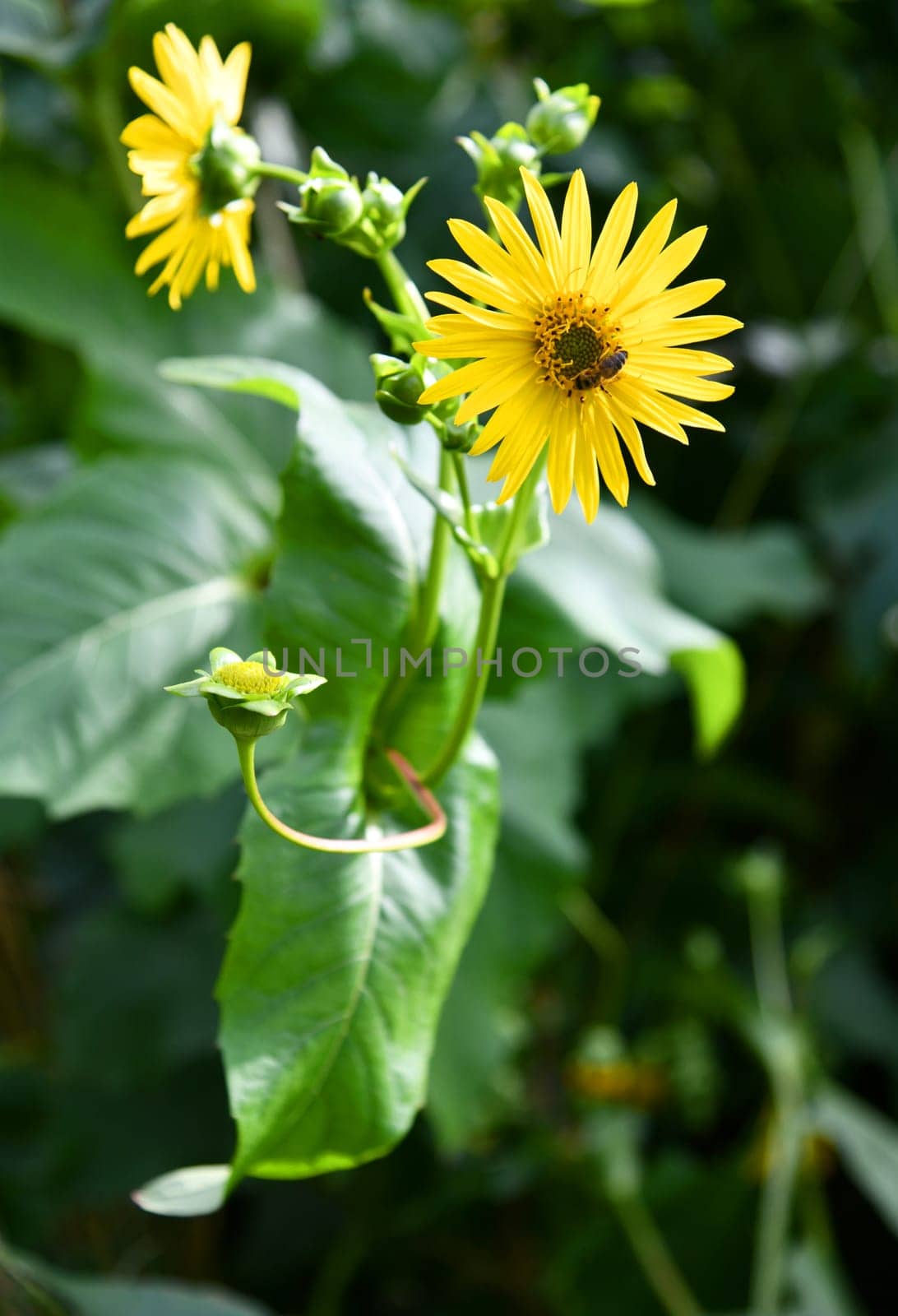 blooming Silphium perfoliatum