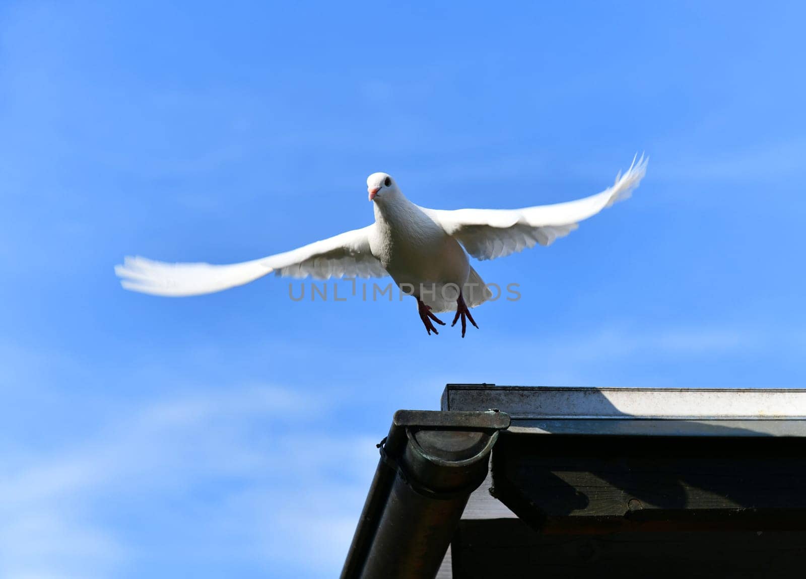 Pigeon on a dovecote in good weather
