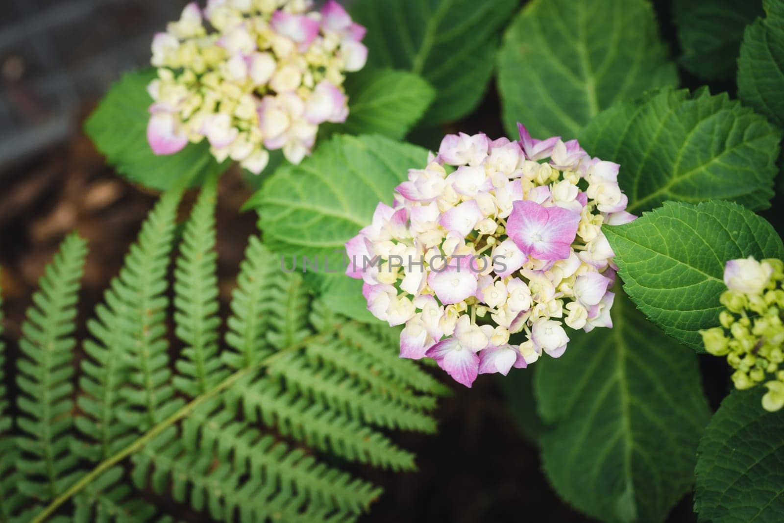 Blooming hydrangea plant in the garden at daytime