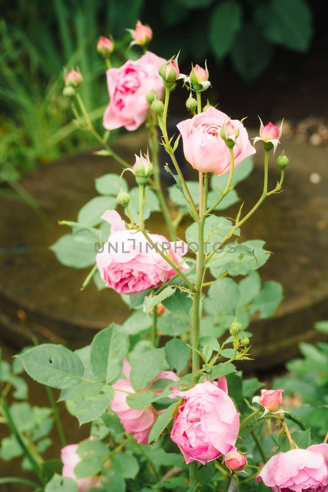 Light pink English garden rose in the garden at daytime