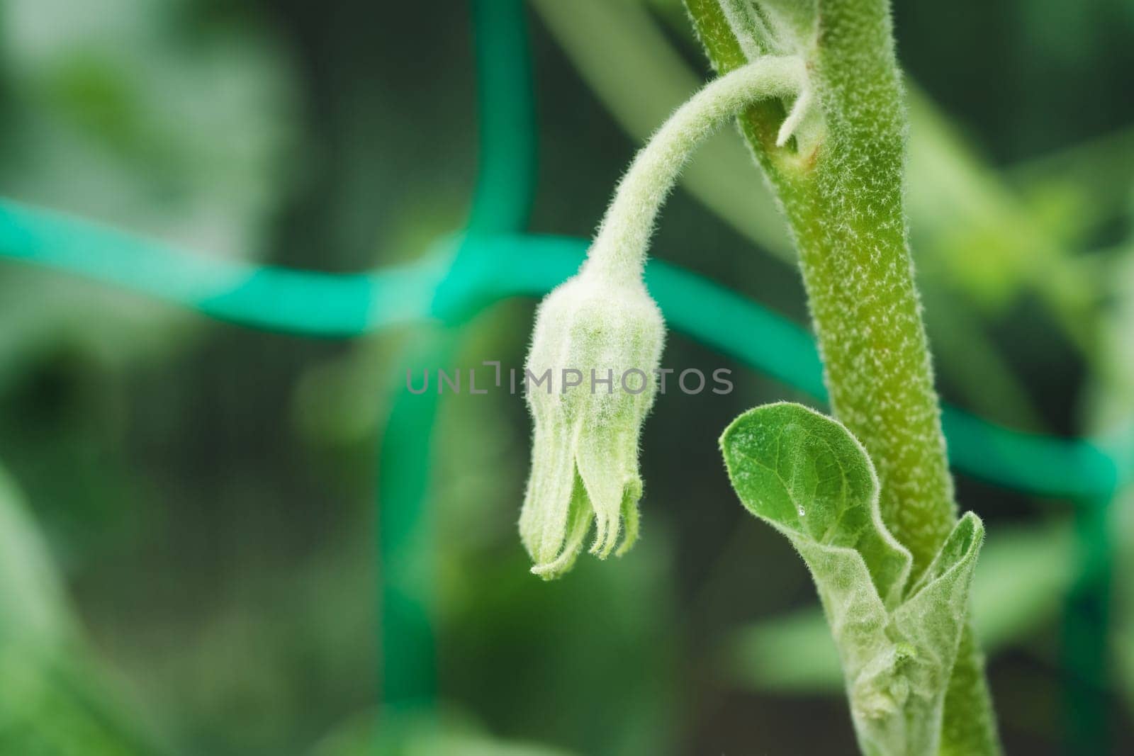 Aubergine growing in the garden in a greenhouse