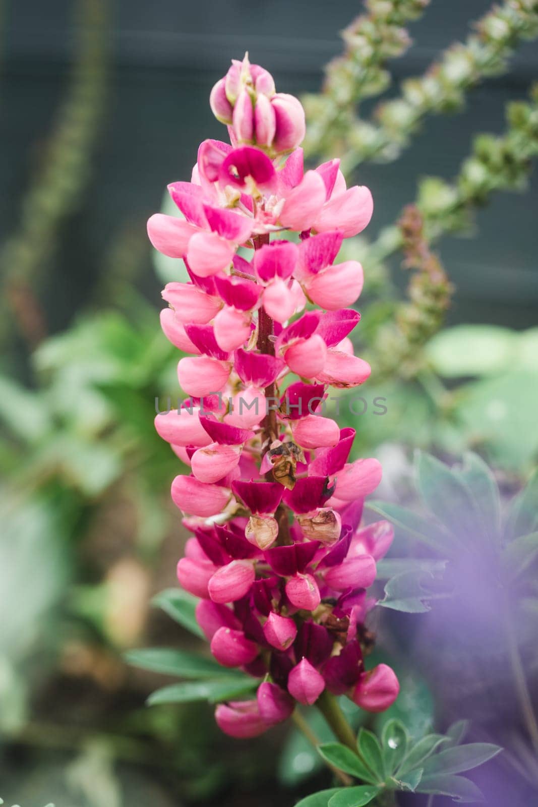 Pink blooming lupine plant in the garden in summer