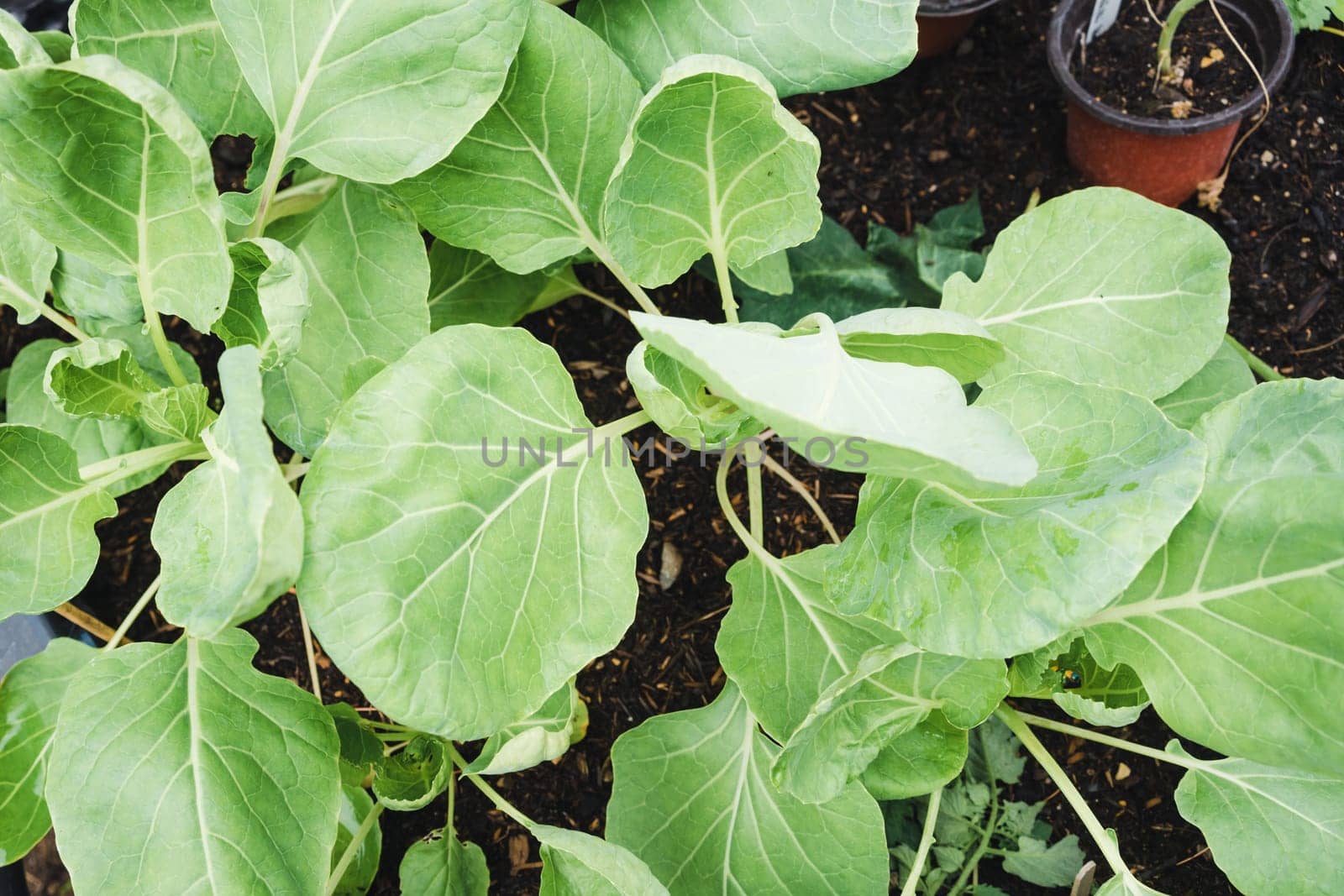 Growing brussels sprout in a raised bed in the garden