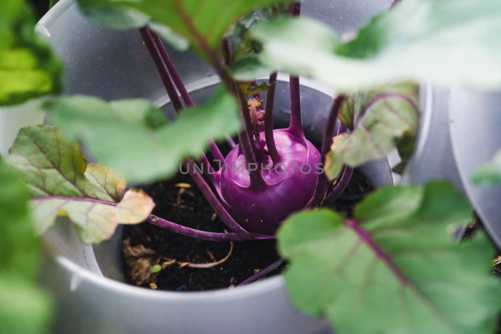 Growing purple kohlrabi in the garden with snail collar
