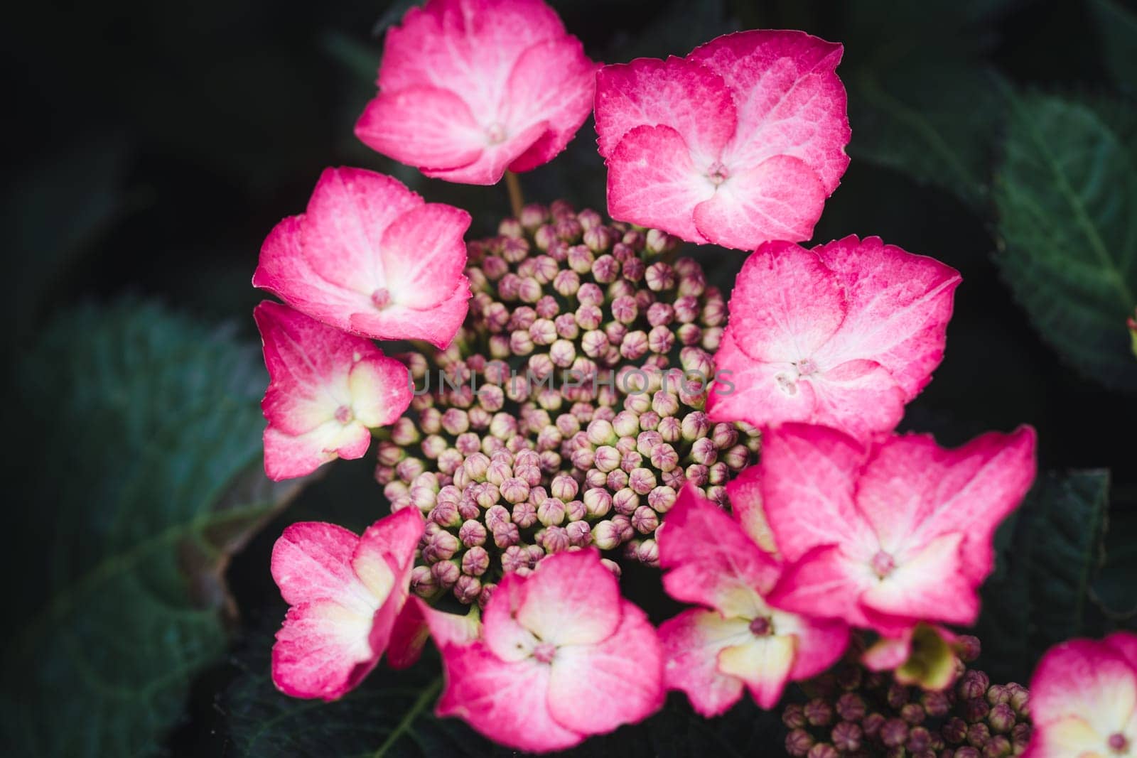 Blooming hydrangea plant in the garden at daytime