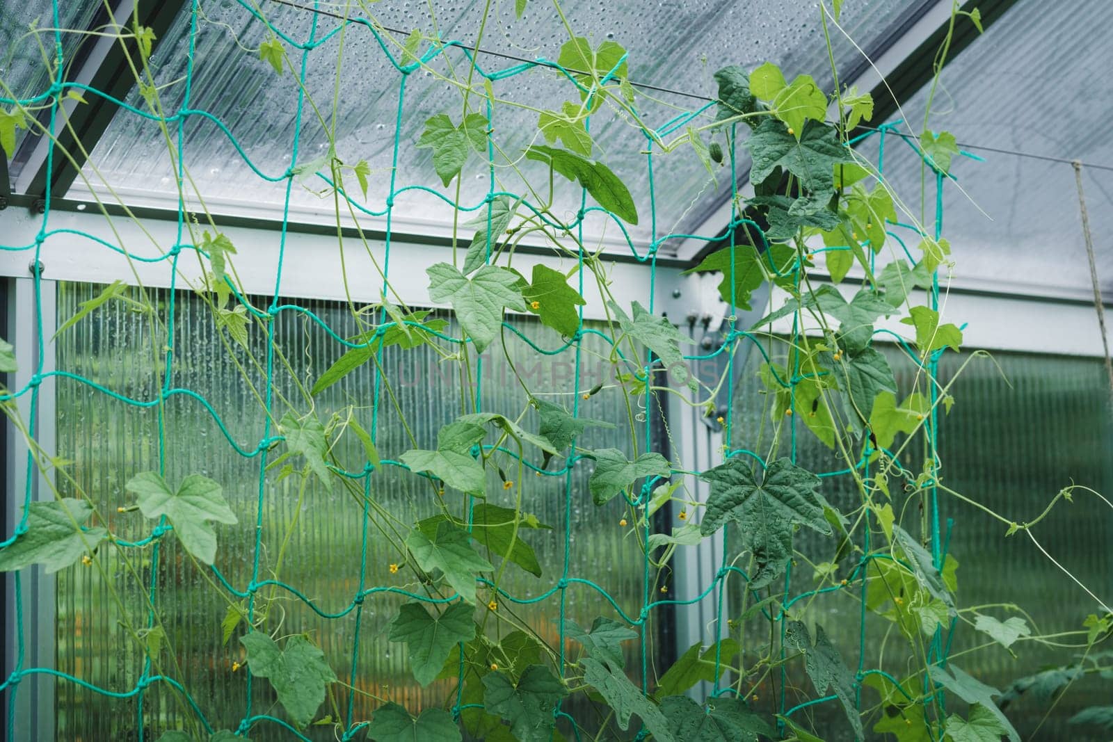 Growing cucumbers in a greenhouse with climbing aid nets