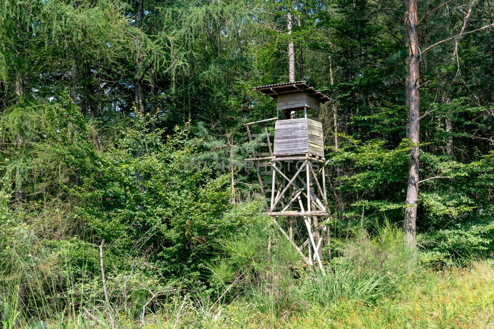 Hunter's high seat on a mountain slope in summer with pine and deciduous trees