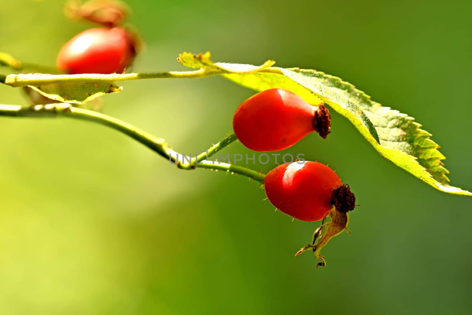 rose hip on a green, empty background
