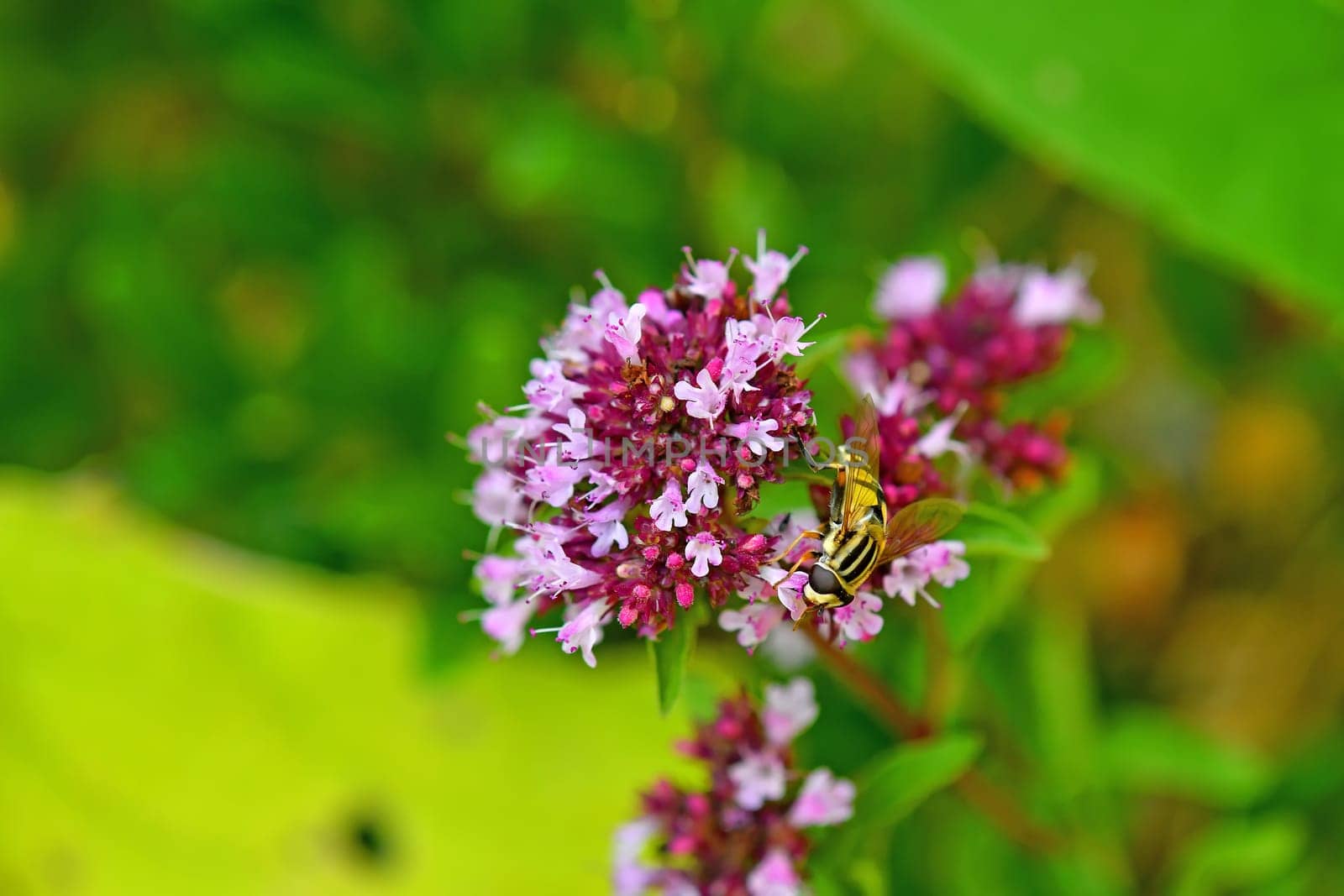 hoverfly on a thyme flower