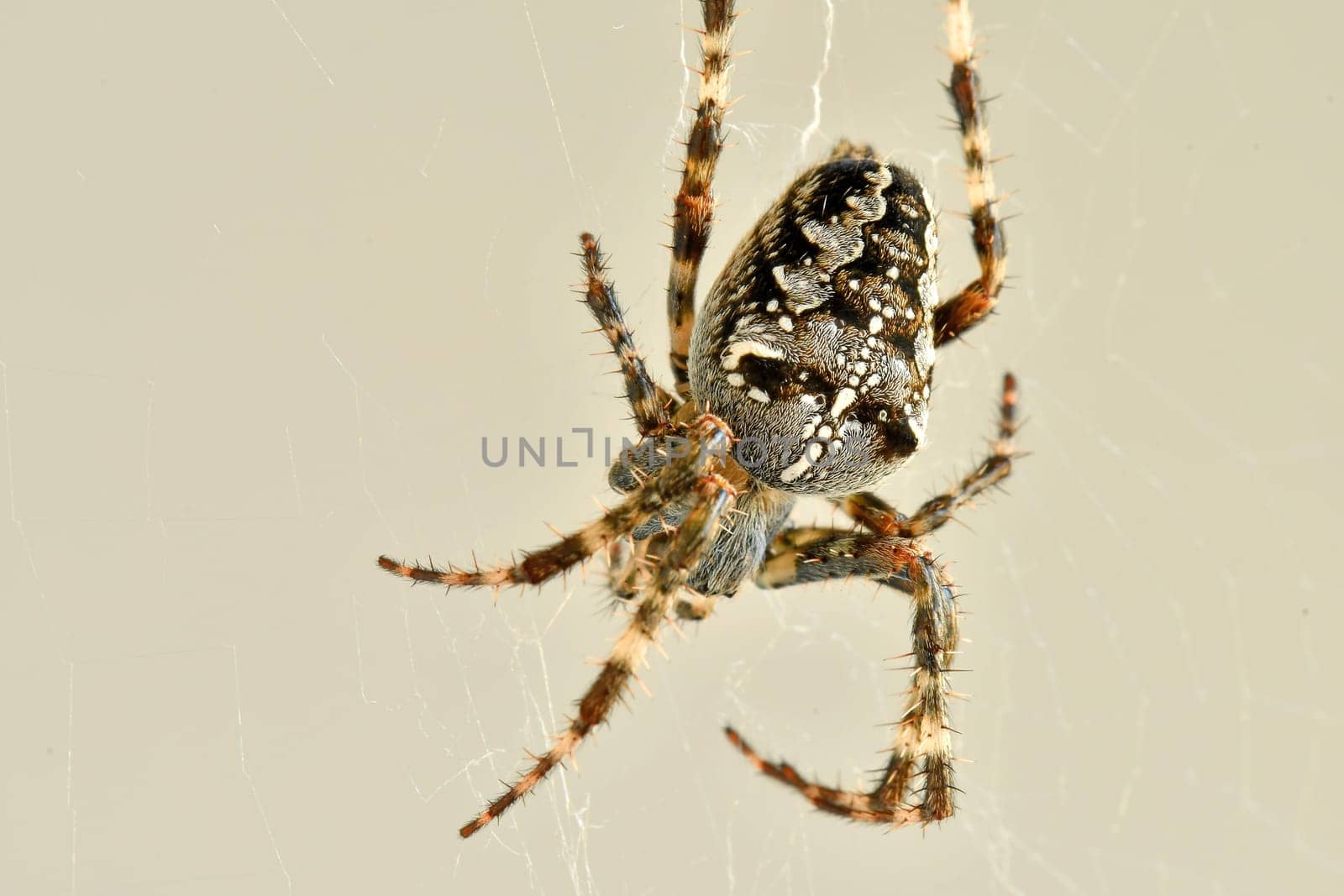 a garden spider in its web in a macro