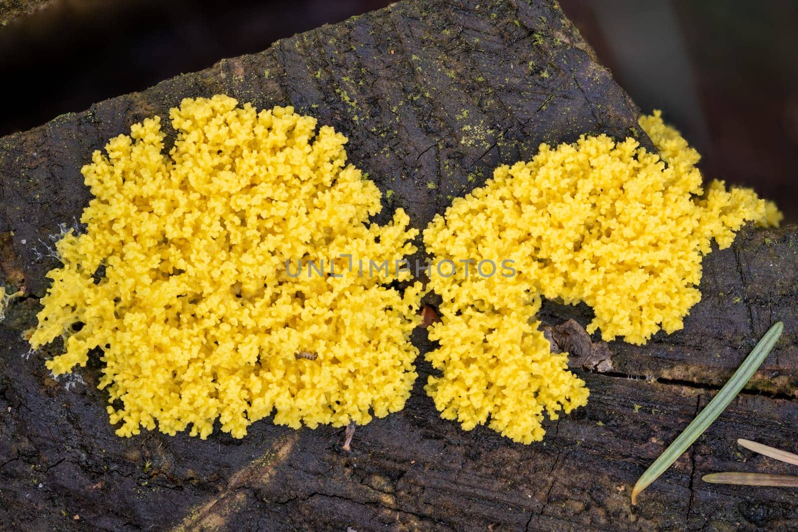 Close up of the yellow tufted fuligo septica on a rotting tree trunk