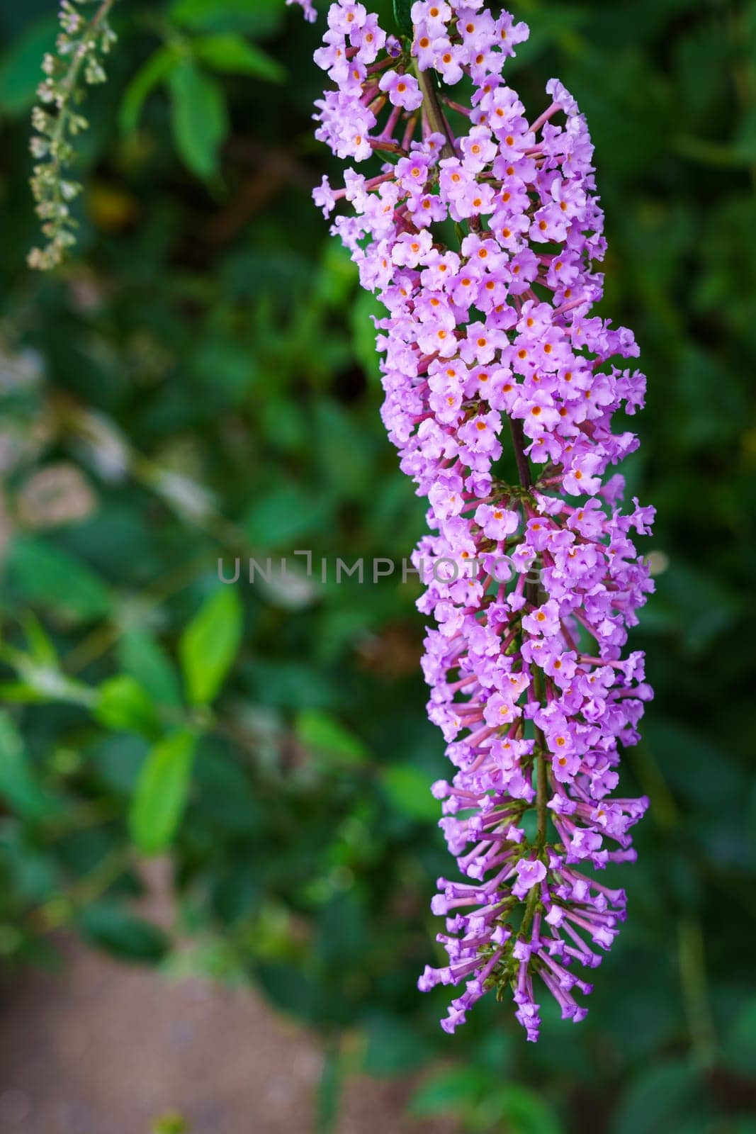 Buddleia flower also known as Butterfly bush, summer lilac.