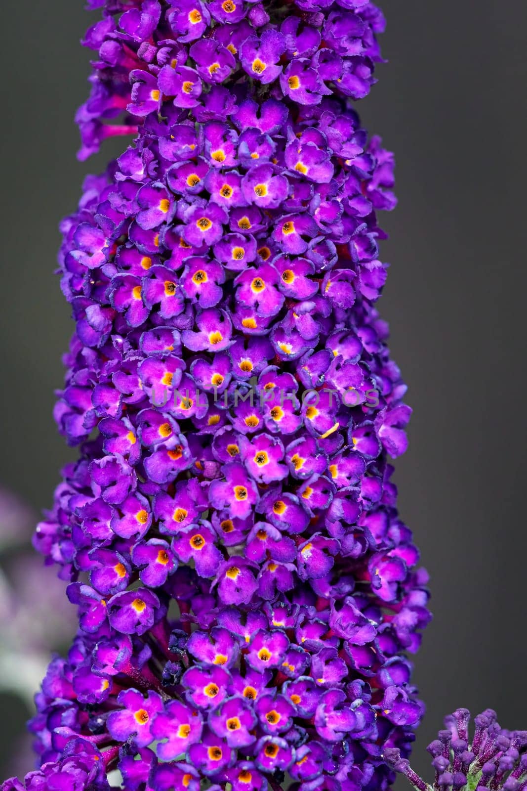 Buddleia flower also known as Butterfly bush, summer lilac.
