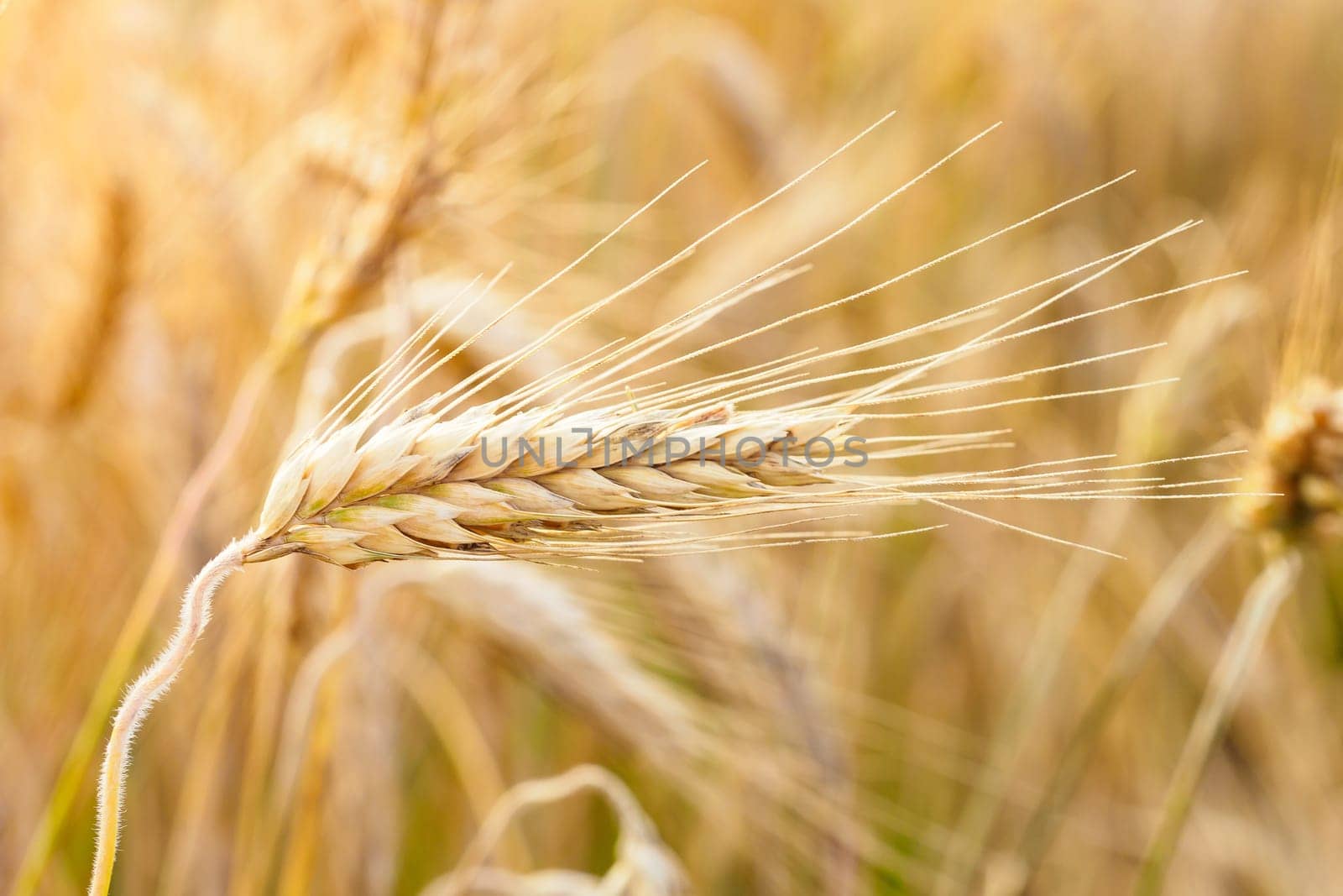 Golden ears of wheat on the field.