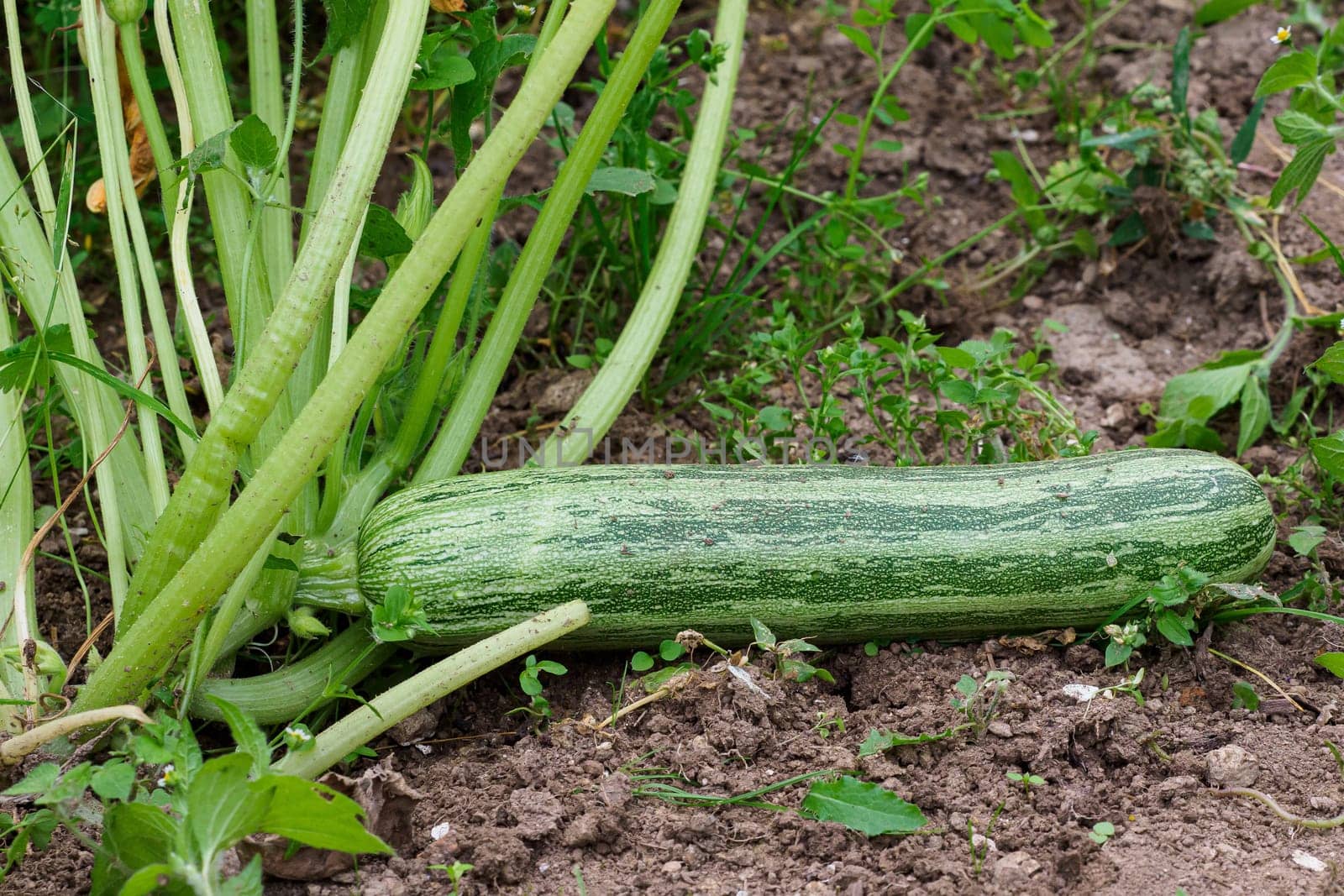 Green zucchini in garden. Growing zucchini on a vegetable garden.