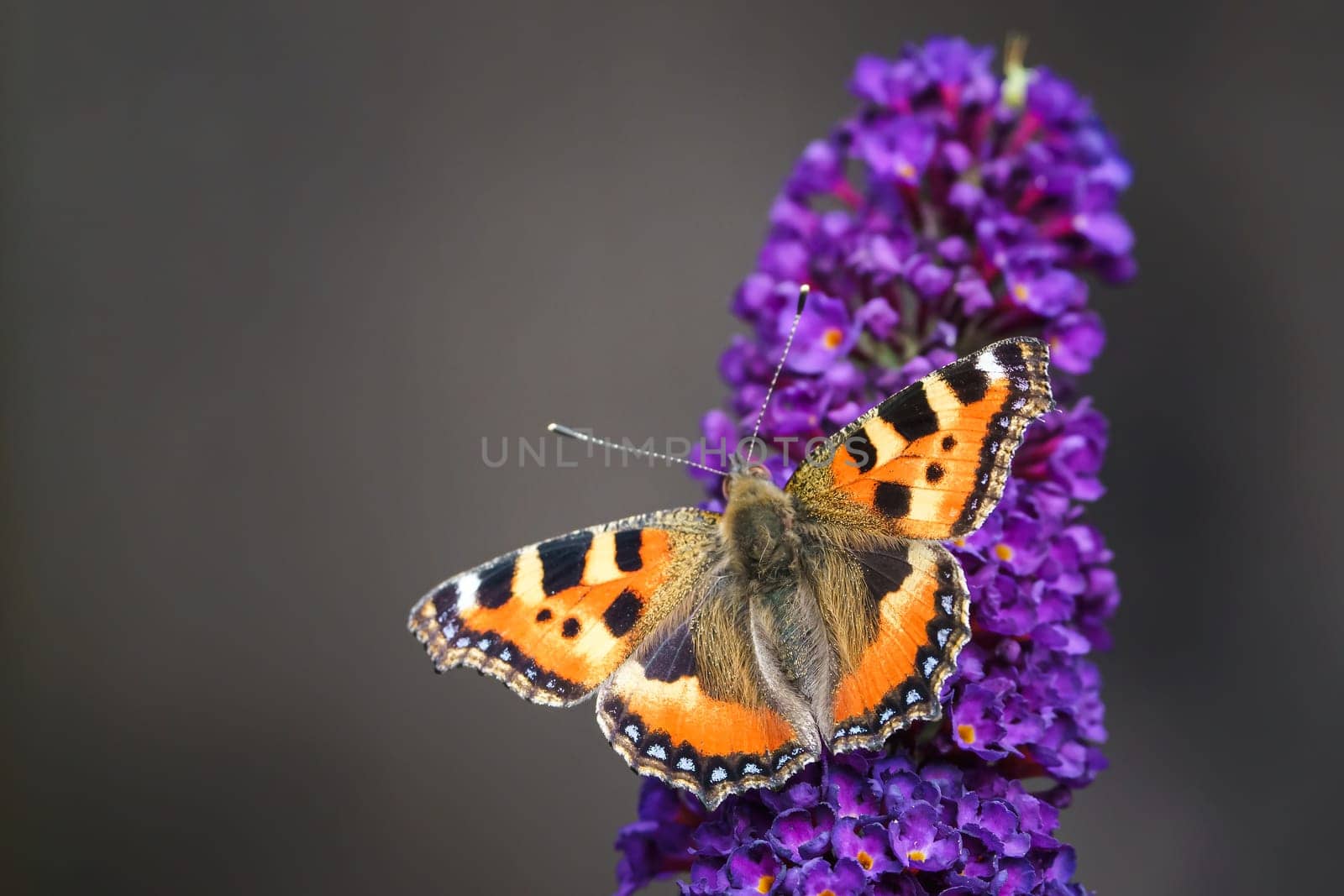 Orange Tortoiseshell butterfly (Aglais urticae) feeding on Buddleia flower also known as Butterfly bush, summer lilac.