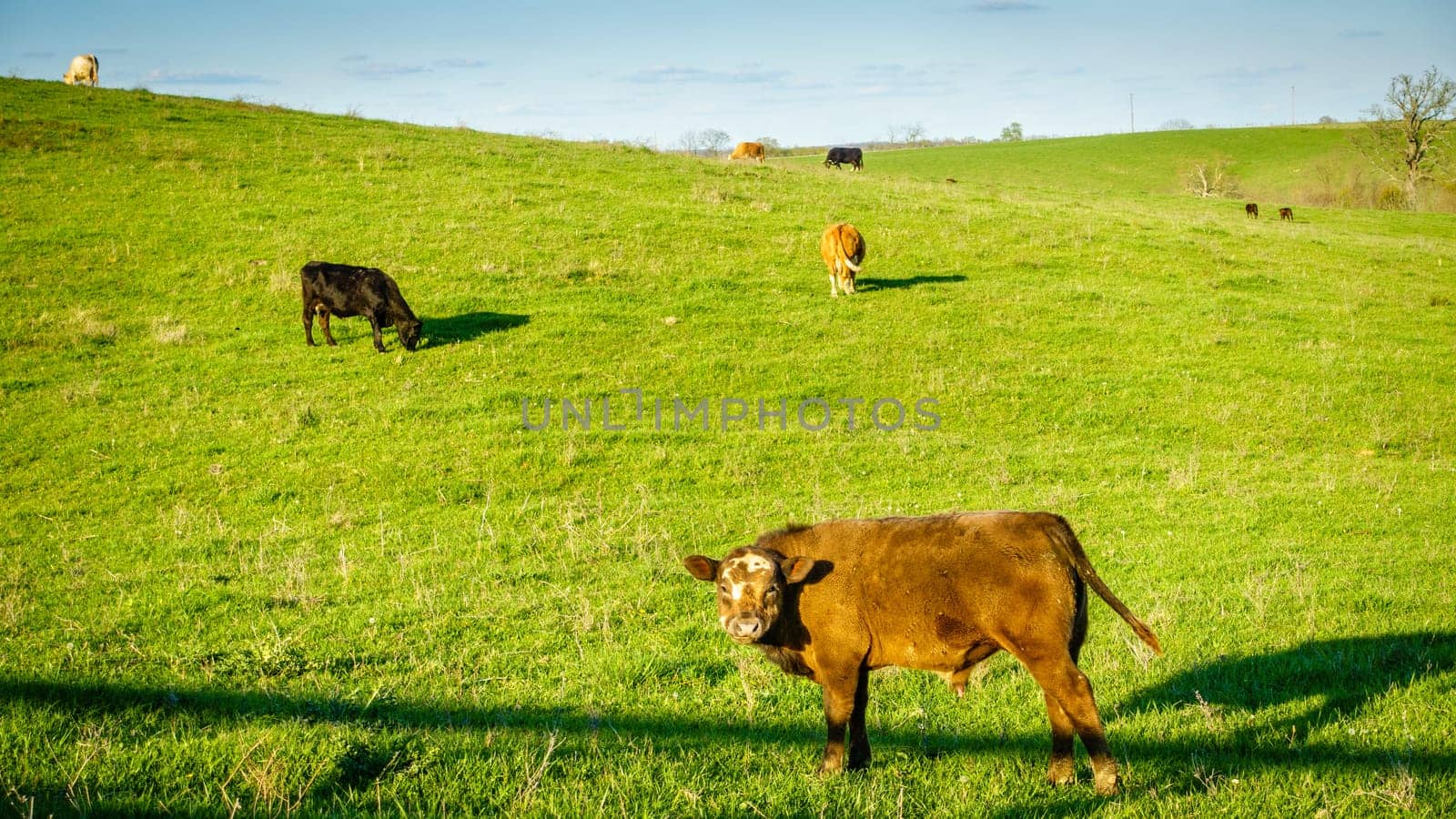 Cows grazing on a pasture in Central Kentucky