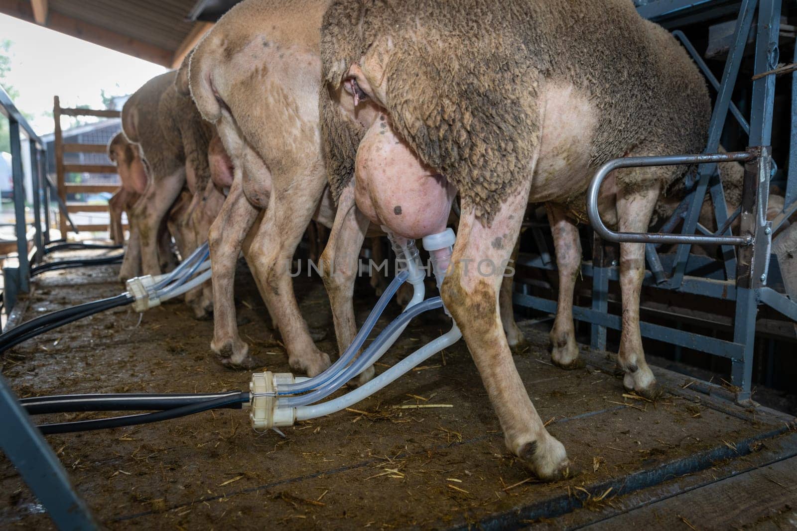 sheep milking session on the farm in the south of France