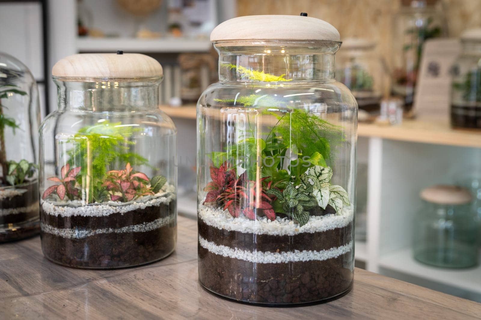beautiful terrarium of plants at a florist